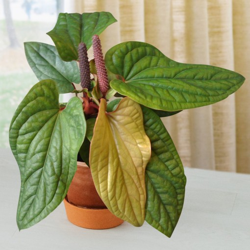 Anthurium radicans x luxurians