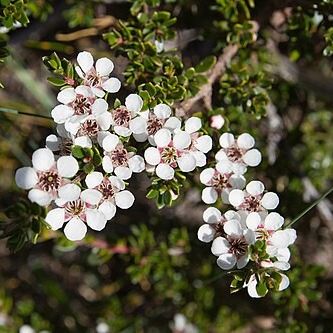 Leptospermum rupestre