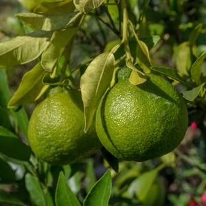 Citrus x sudachi