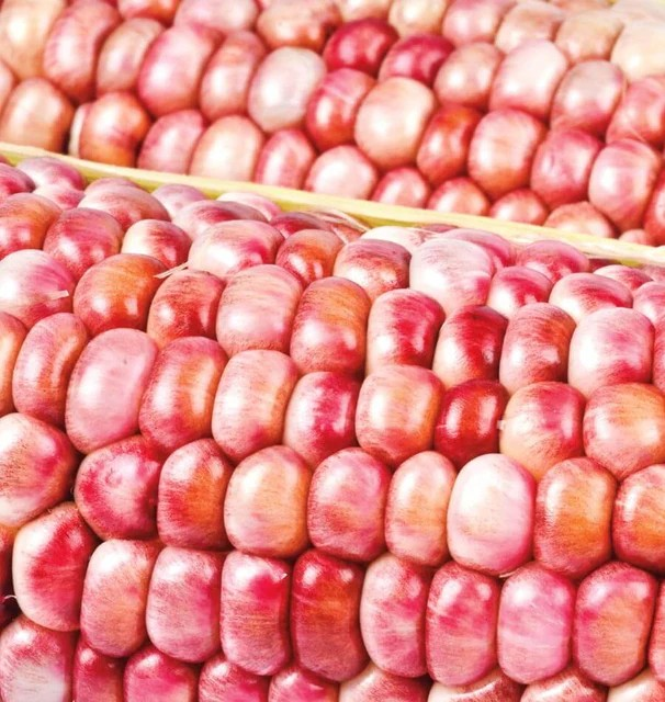 Corn - Pink Popcorn