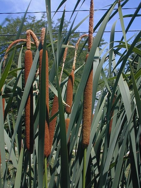 Typha latifolia