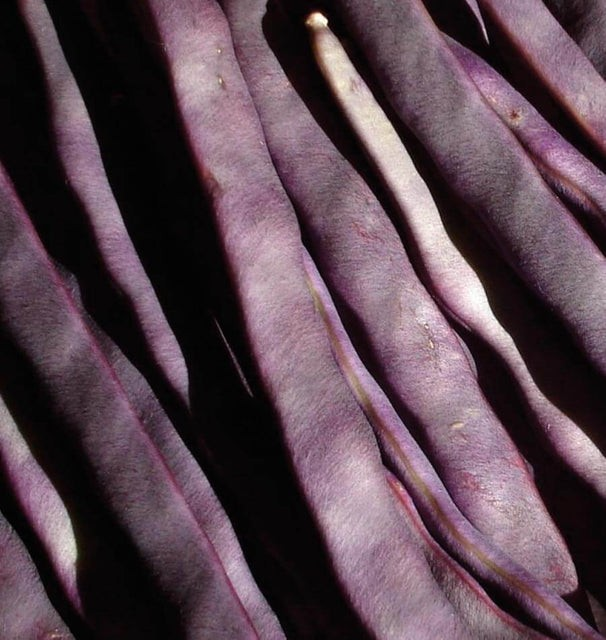 Beans - Purple Peacock