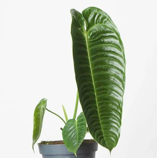 Anthurium veitchii