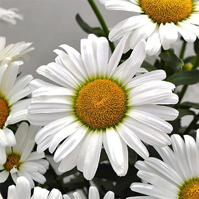 Leucanthemum x superbum 'Kilimanjaro'