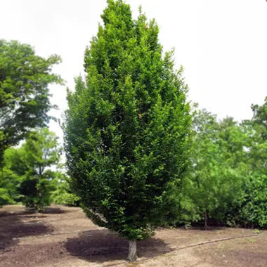 Carpinus x 'Skylark'