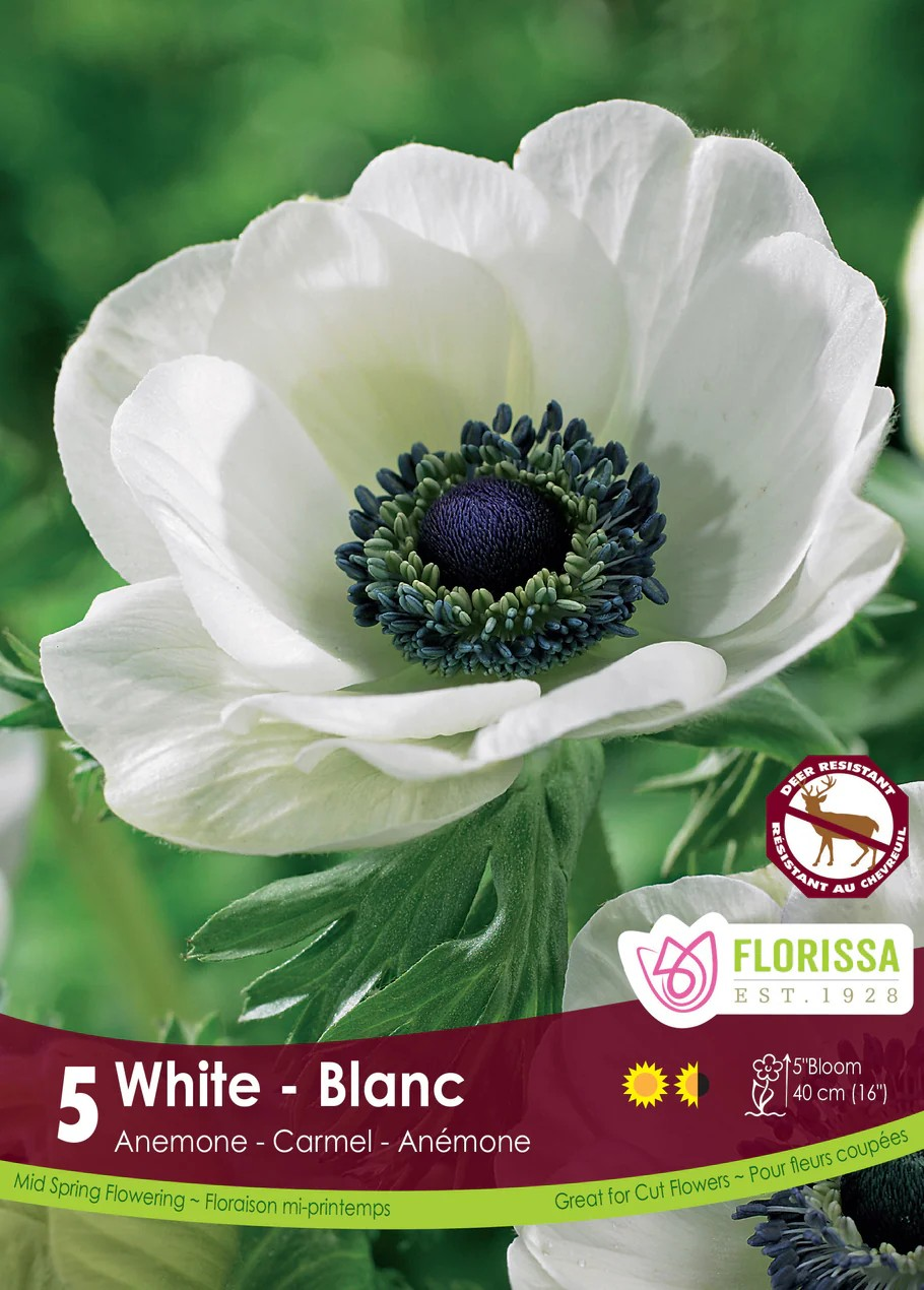 Anemone 'Carmel White'