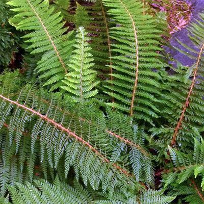 Polystichum setiferum 'Soft Sheild'