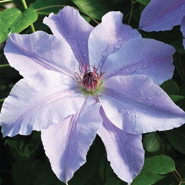 Clematis Vancouver 'Deborah Dahl'