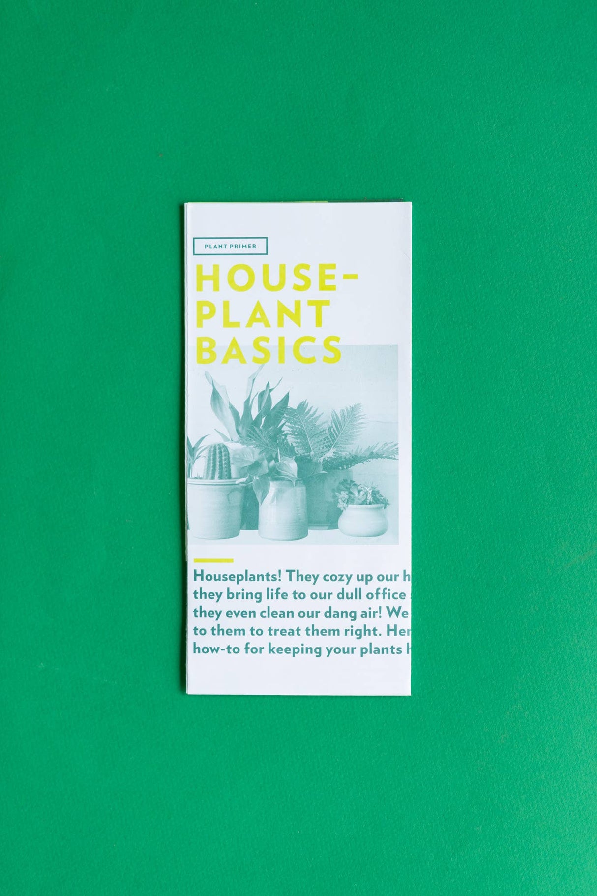 Plant Primer : Houseplant Basics