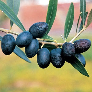 Olea europaea 'Universal'