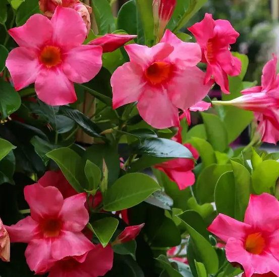 Dipladenia