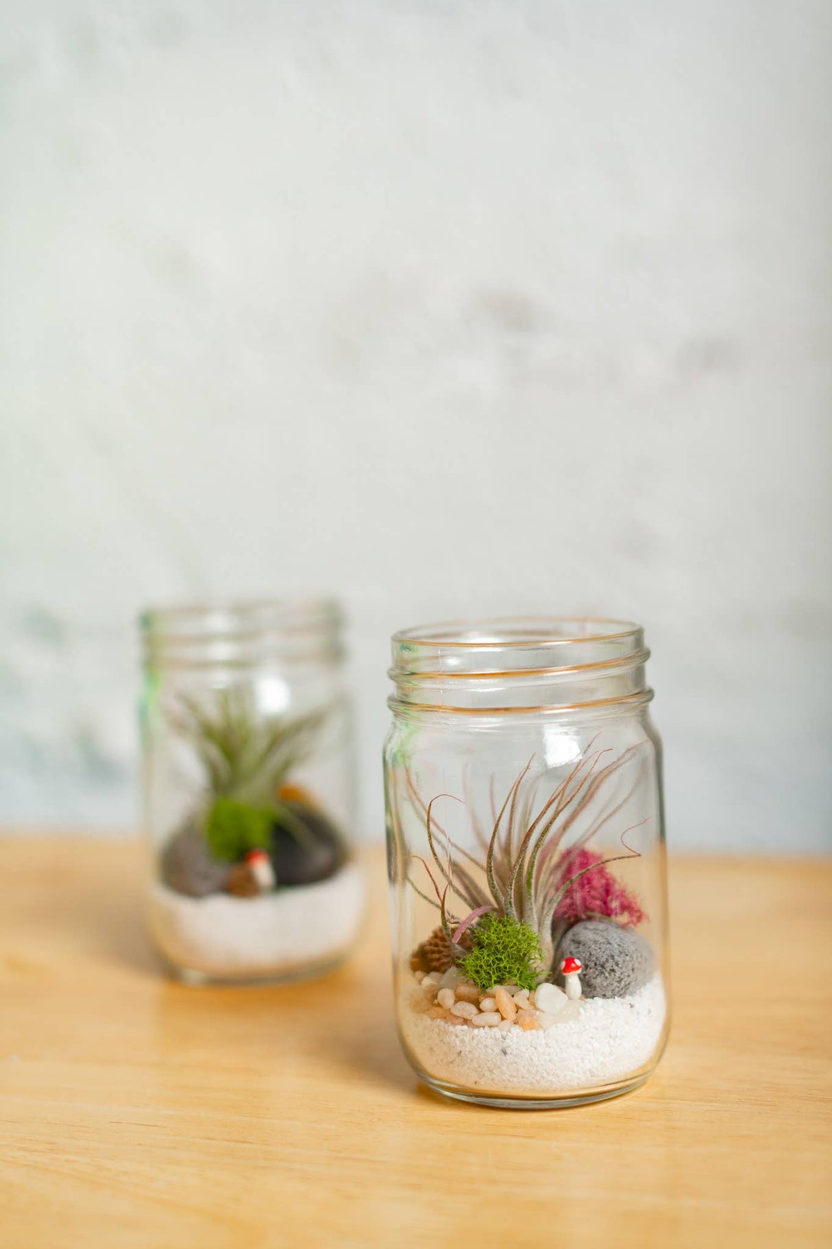 Airplant Terrarium Kit : Jar