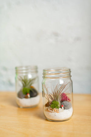 Airplant Terrarium Kit : Jar