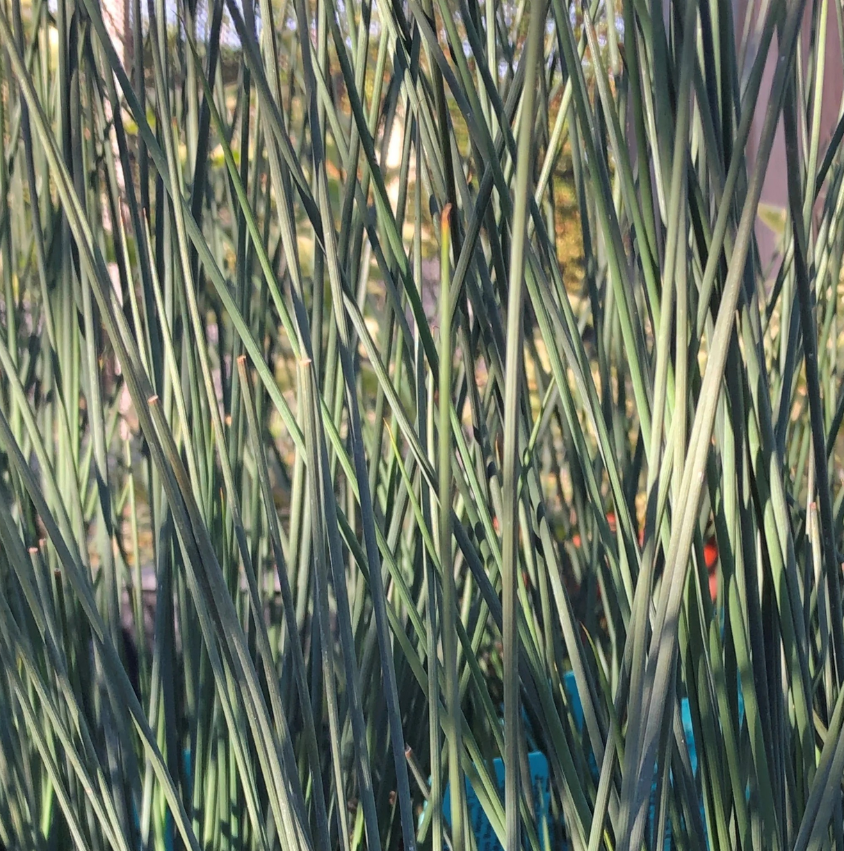 Juncus carmens grey