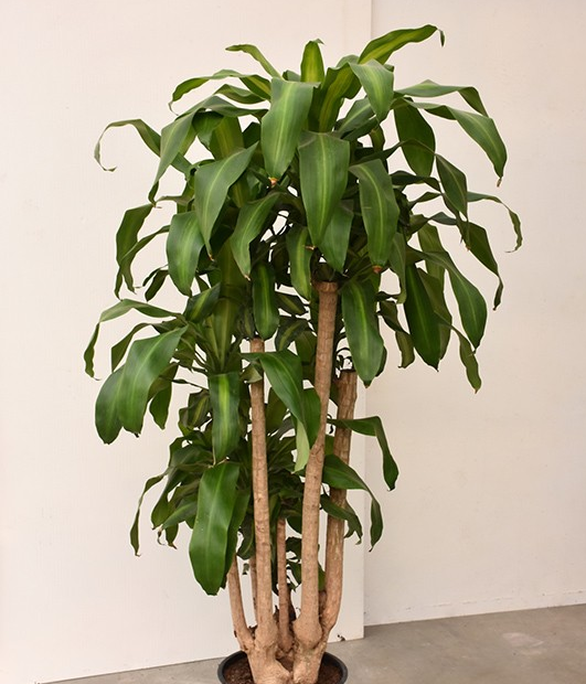 Dracaena fragrans 'Massangeana'