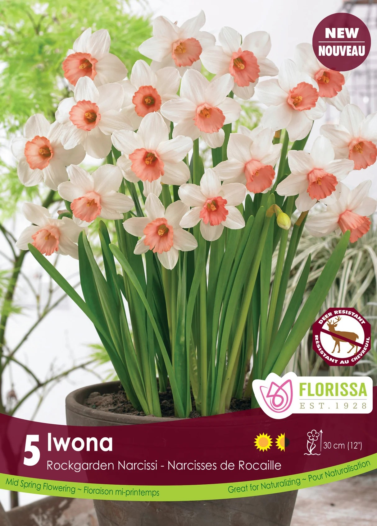Narcissus cyclaminus 'Iwona'