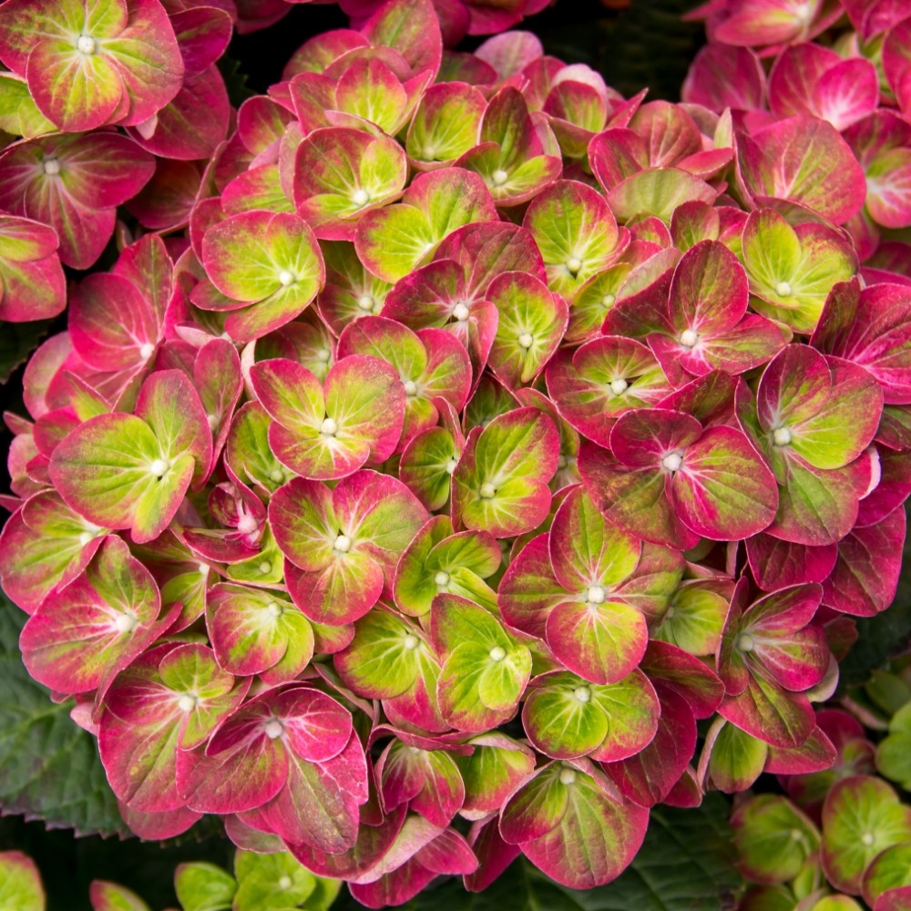 Hydrangea macrophylla 'Tilt-a-Swirl'