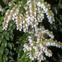 Pieris japonica 'Brookside'