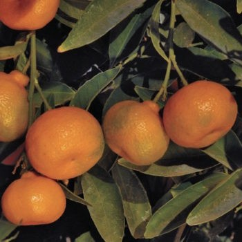 Citrus kin. mukakukishu - Kishu Mandarin