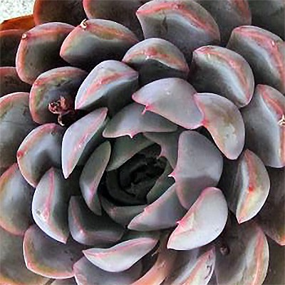 Echeveria 'Summer'