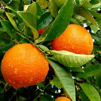 Citrus sinensis - Akcay Sekeri Crescent Orange