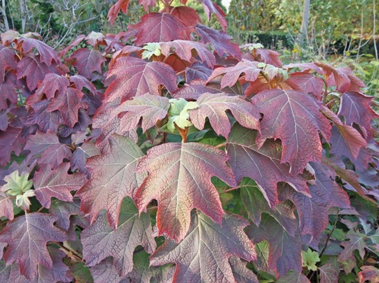 Hydrangea quercifolia 'Black Porch'