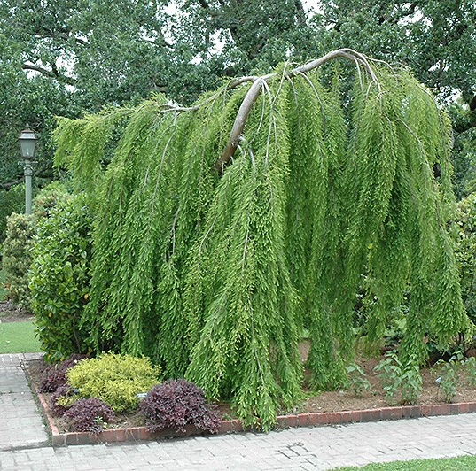Taxodium distichum 'Cascade Falls'