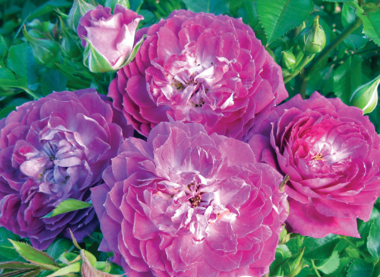 Rosa 'Easy Charmer'