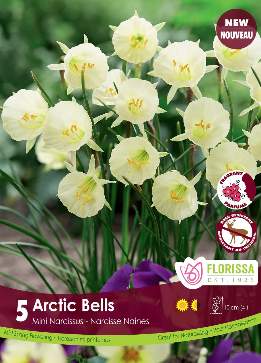Narcissus bulbocodium 'Artic Bells'
