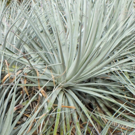 Puya coerulea var. Violacea