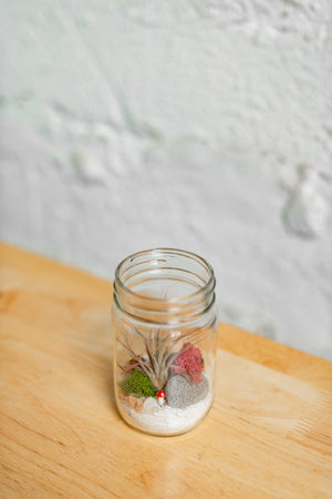 Airplant Terrarium Kit : Jar