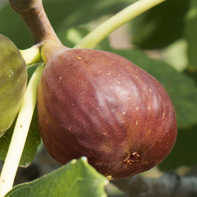 Ficus carica 'Little Ruby'