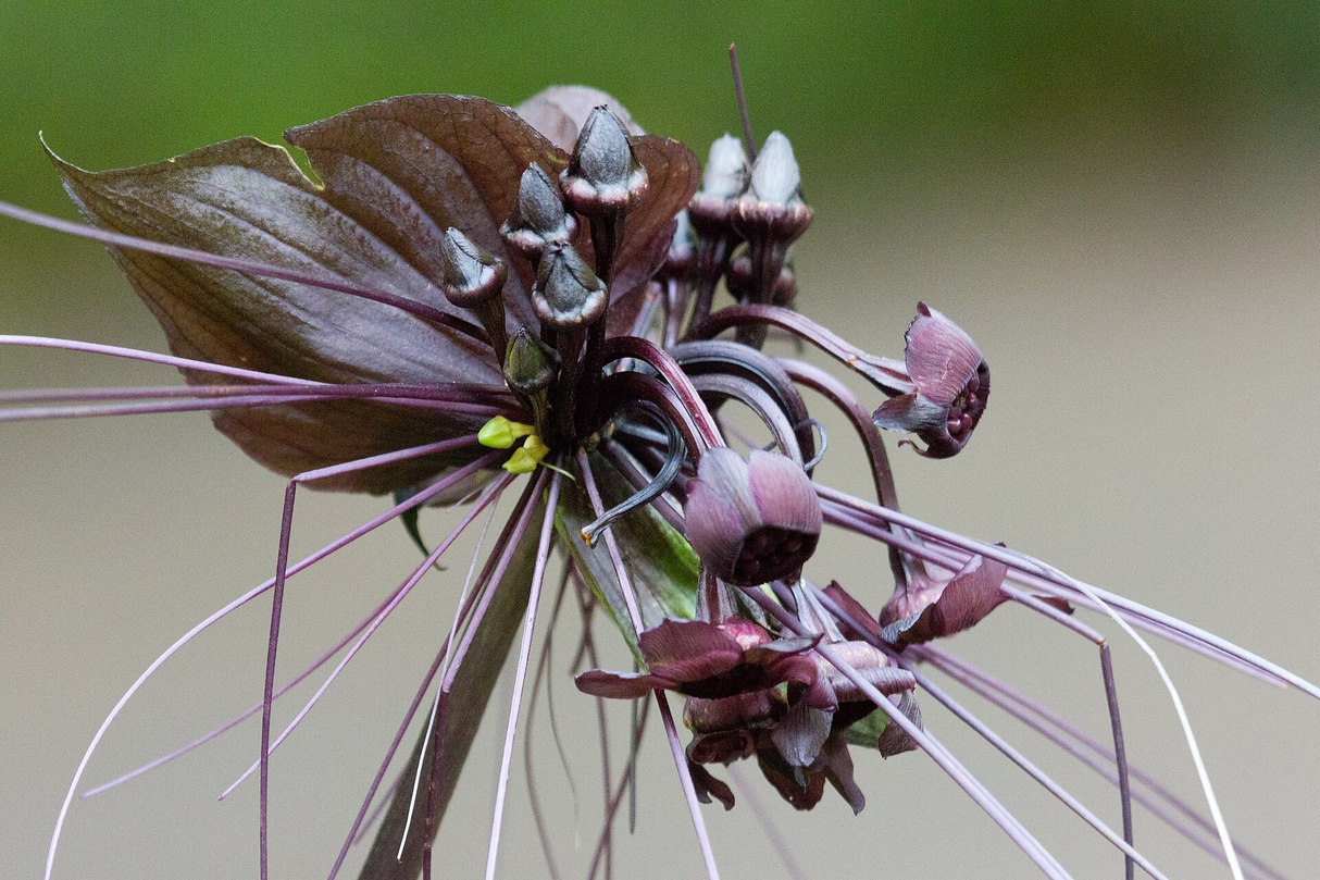 Tacca chanterii