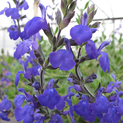 Salvia greggii 'Blue Note'