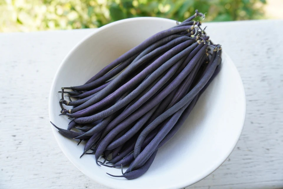 Bush Bean - Velour
