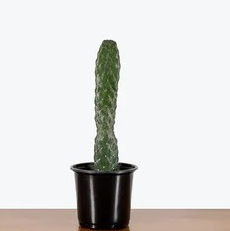 Opuntia 'Cartoon Cactus'