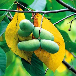Asimina triloba 'NC-1'