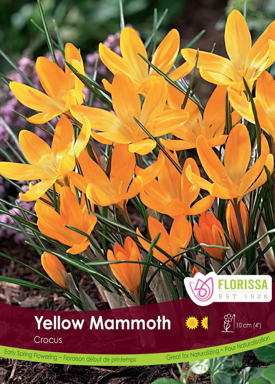Crocus vernus 'Yellow Mammoth'