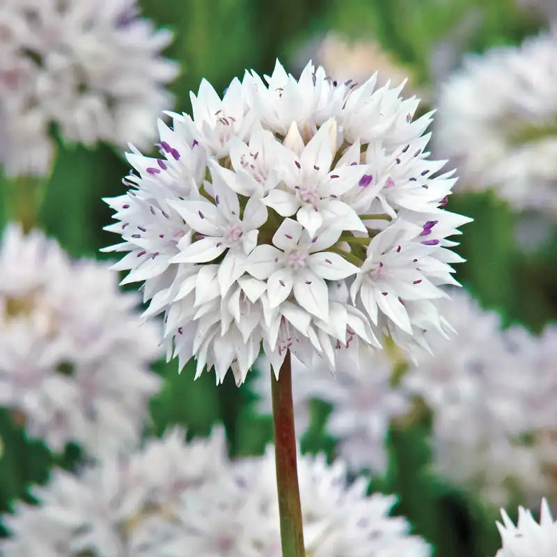 Allium 'Graceful Beauty'