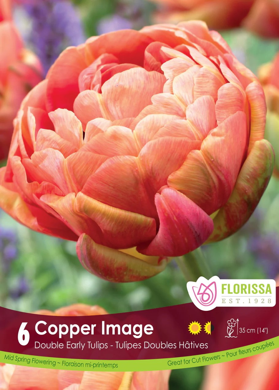 Tulipa Double Early 'Copper Image'