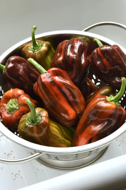 Peppers - Candy Cane Chocolate Cherry F1