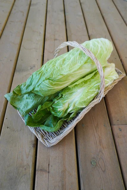 Chicory - Nettuno