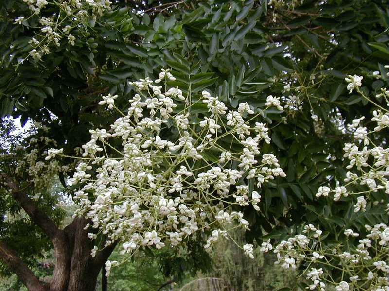 Styphnolobium japonicum
