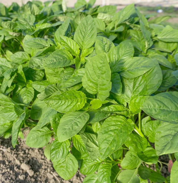 Amaranth - Callaloo