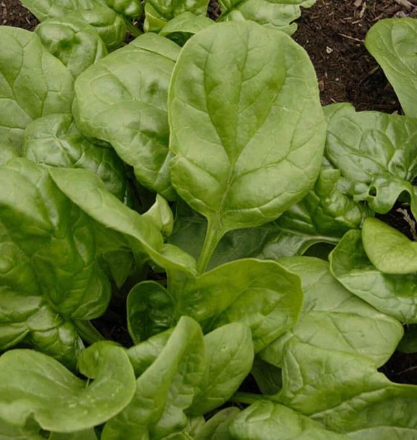 Spinach - Olympia