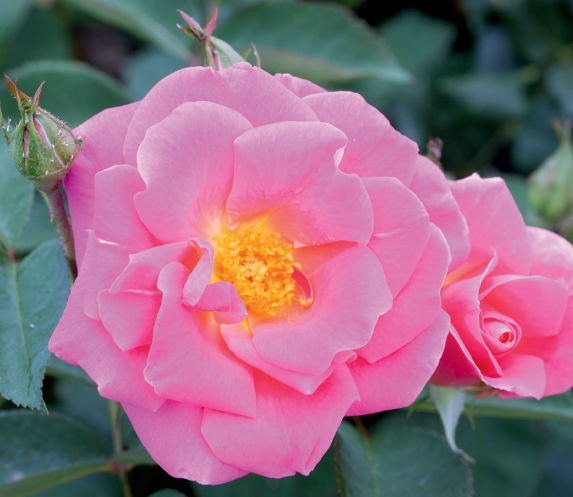 Rosa 'Pink Freedom'