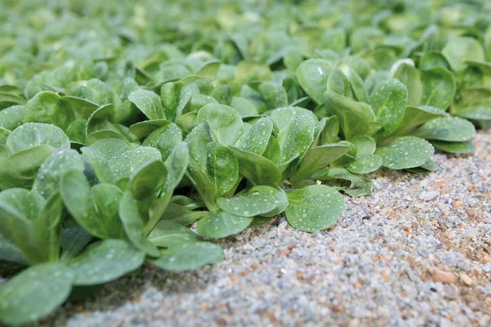 Corn Salad (Mache) - Frost Organic