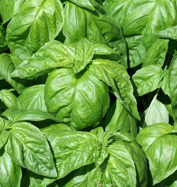Basil - Lettuce Leaf
