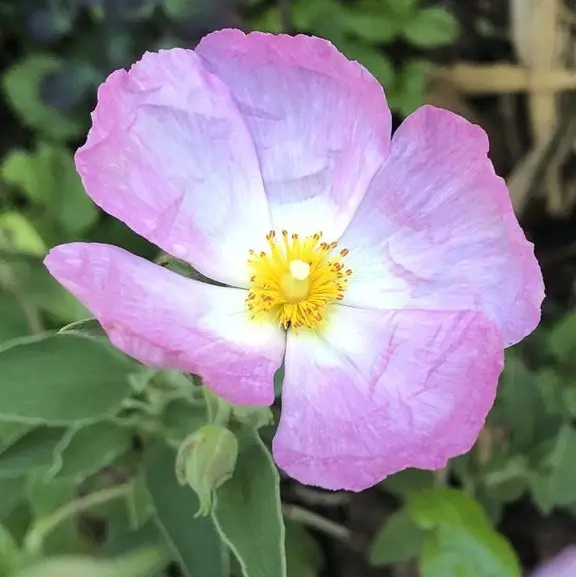 Cistus 'Greyswood Pink'