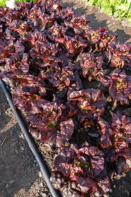 Lettuce - Amaze